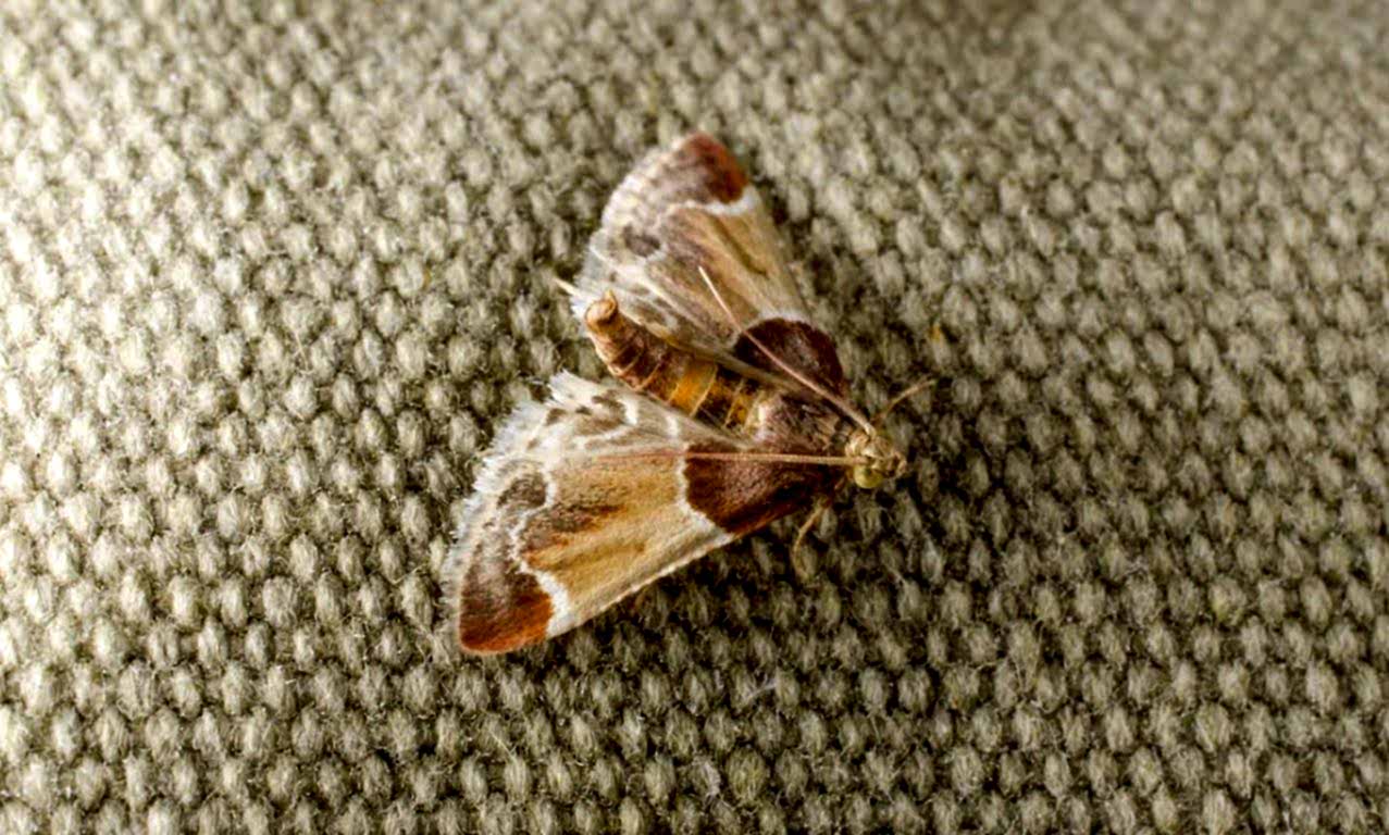 чистка ковров вискоза