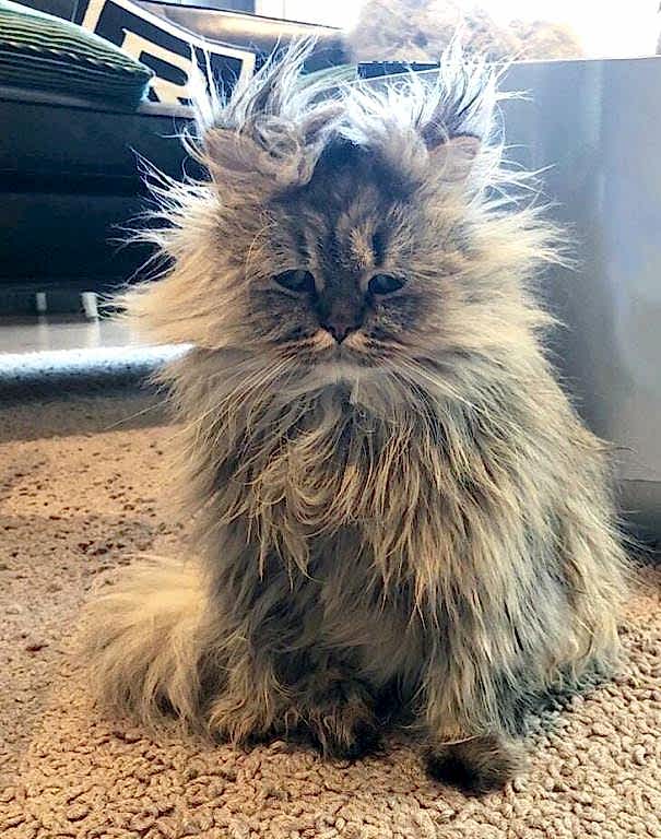 чистка ковров акрил