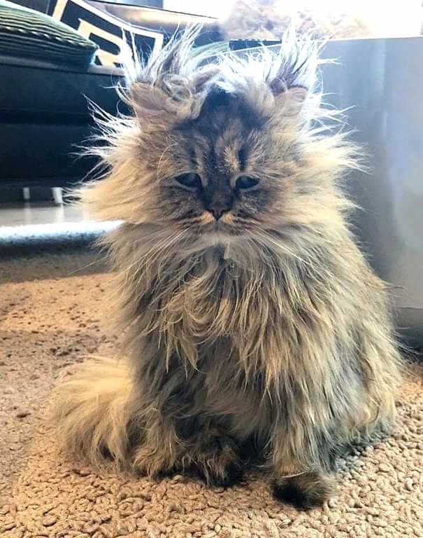 чистка ковров акрил