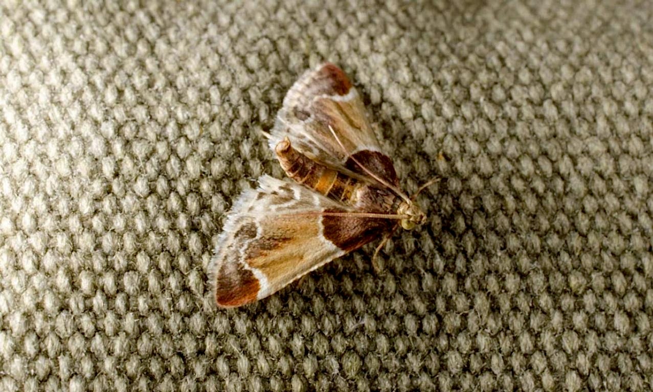 чистка ковров вискоза