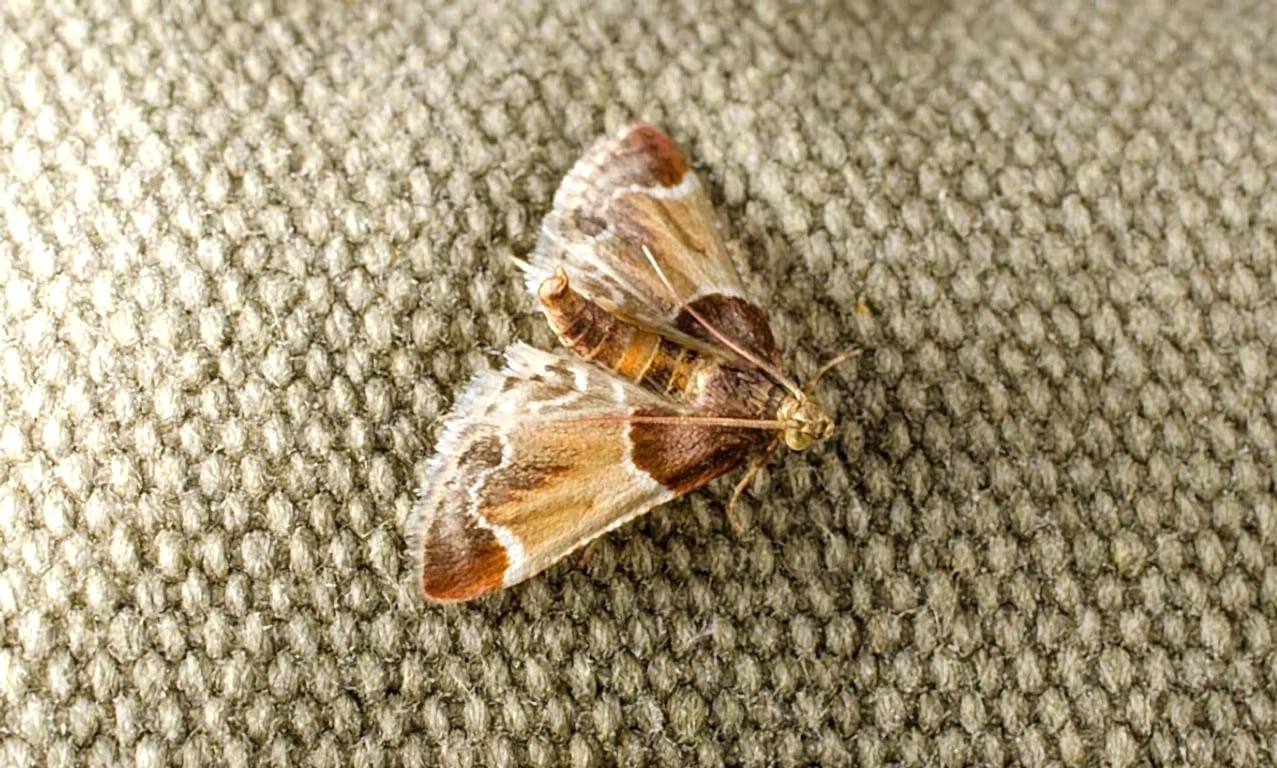 чистка ковров вискоза