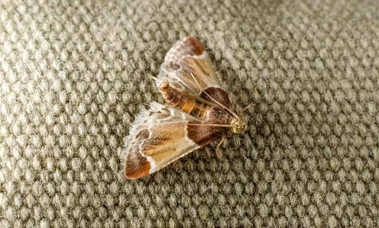 чистка ковров вискоза