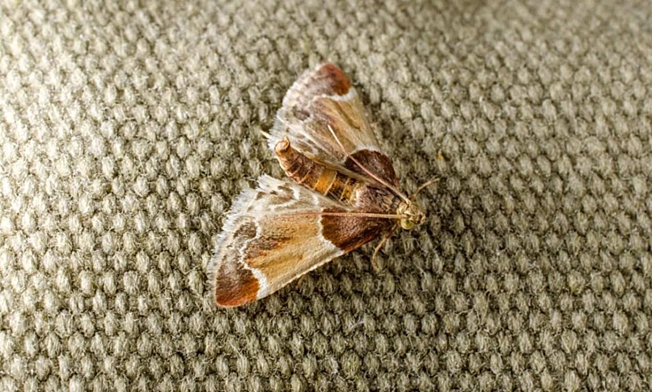 чистка ковров вискоза