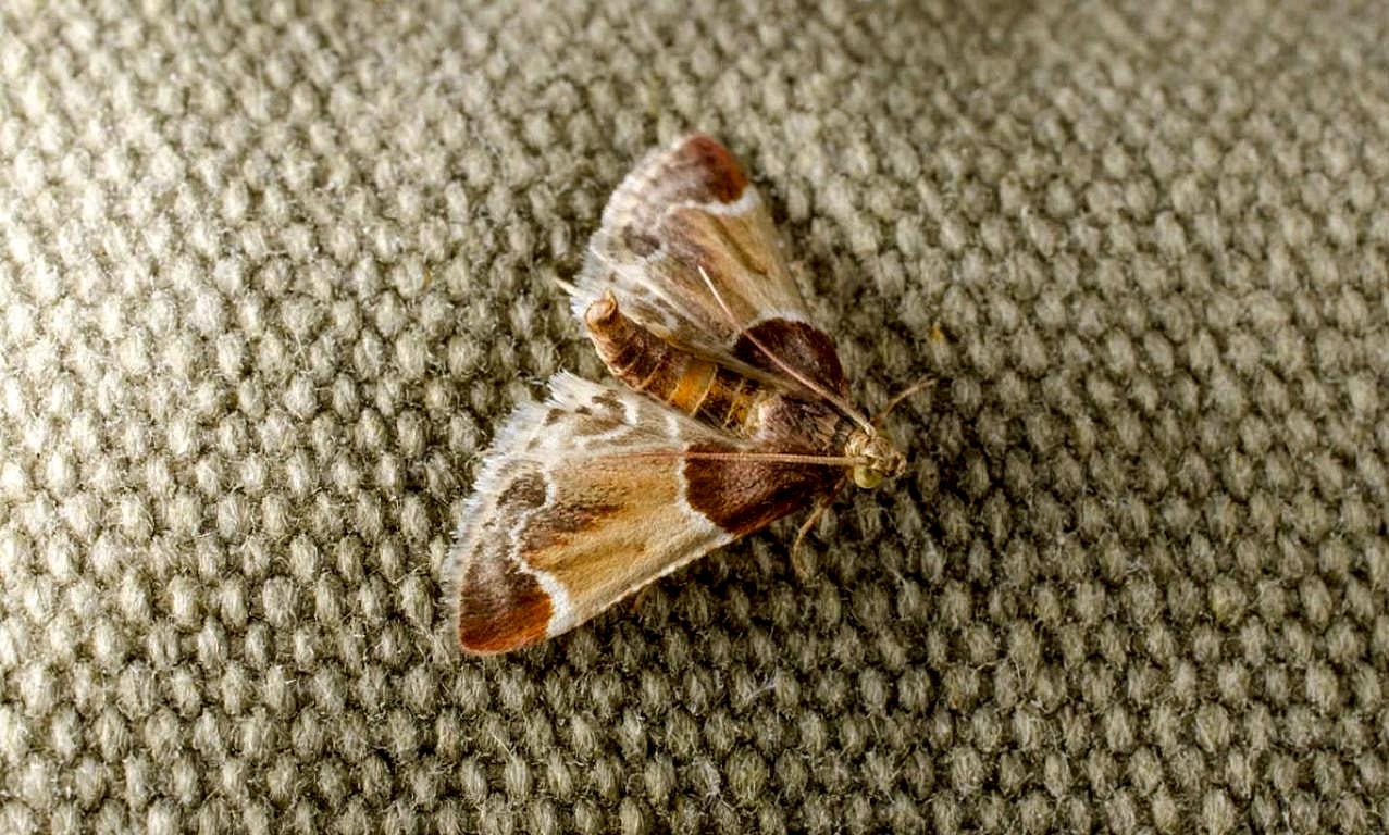 чистка ковров вискоза