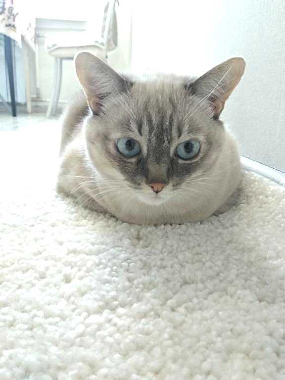 доставка ковров