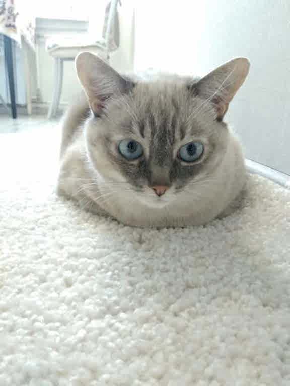 чистка ковров