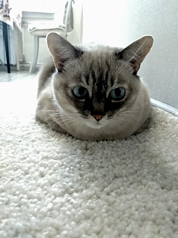 чистка ковров