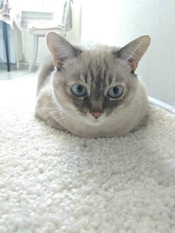 чистка ковров