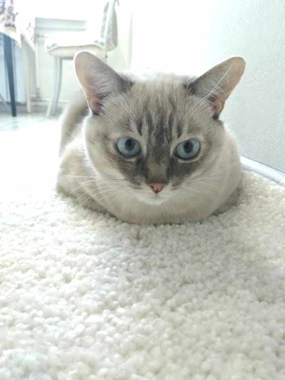 чистка ковров