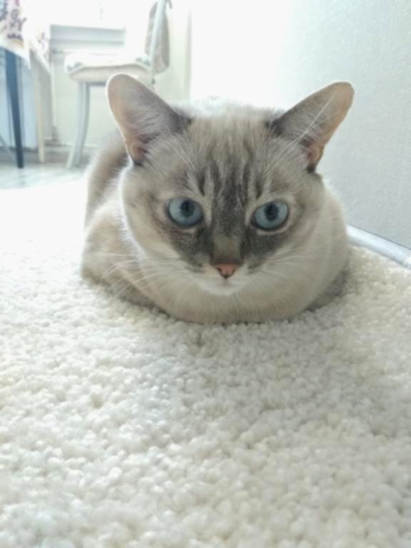 чистка ковров