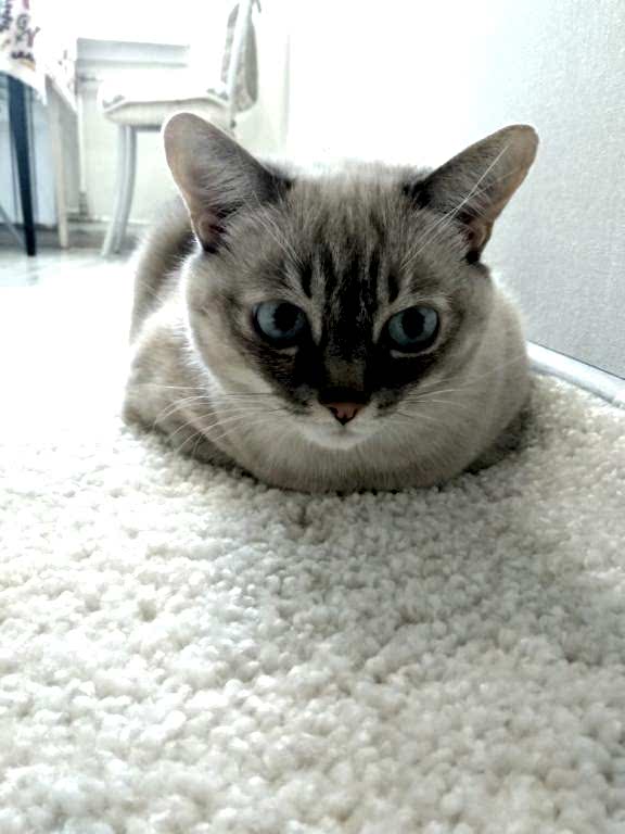 чистка ковров