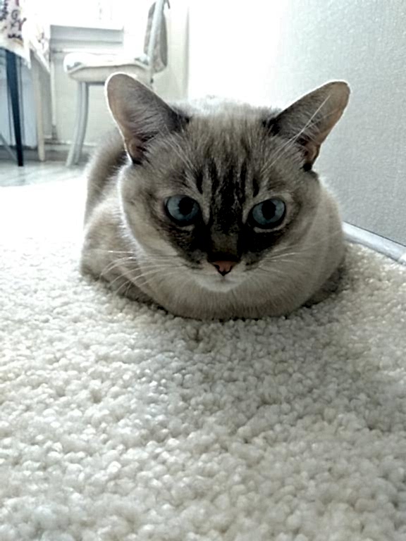 чистка ковров