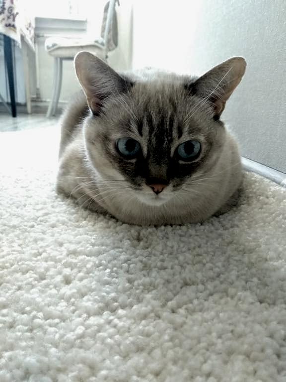 чистка ковров