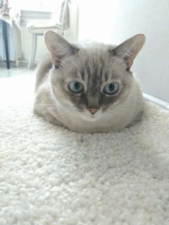 чистка ковров