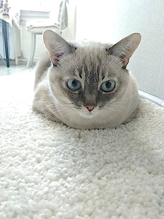 чистка ковров