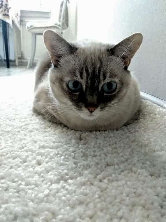 удаление запаха